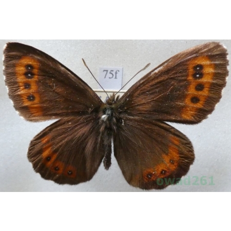 Erebia ligea (Linnaeus, 1758) male Górówka boruta Czech75f